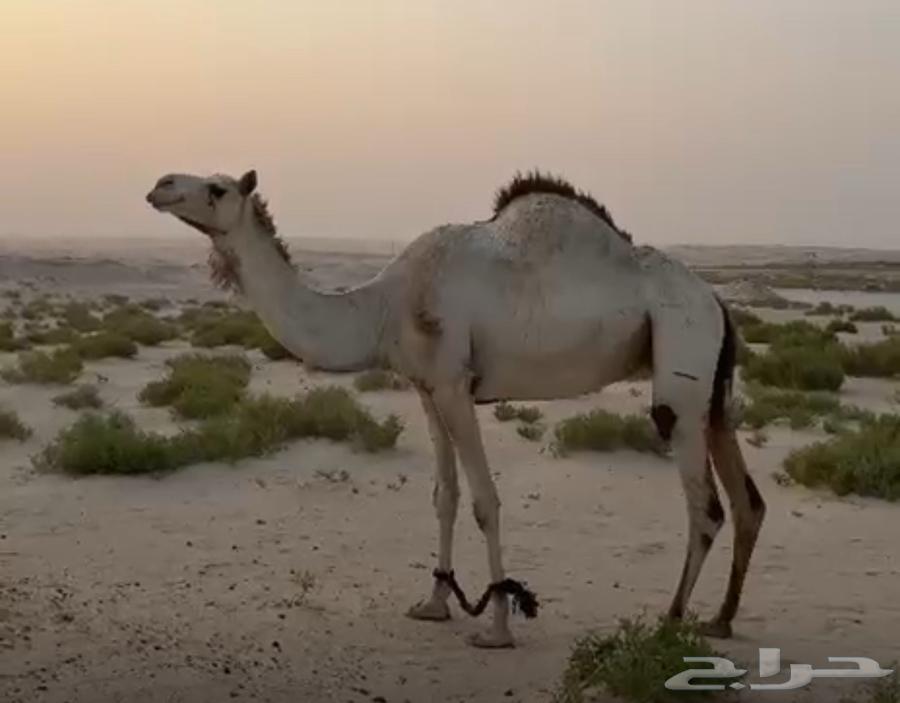 للبيع سودانية طيبة لقحة على سوداني طيب63769112273154111