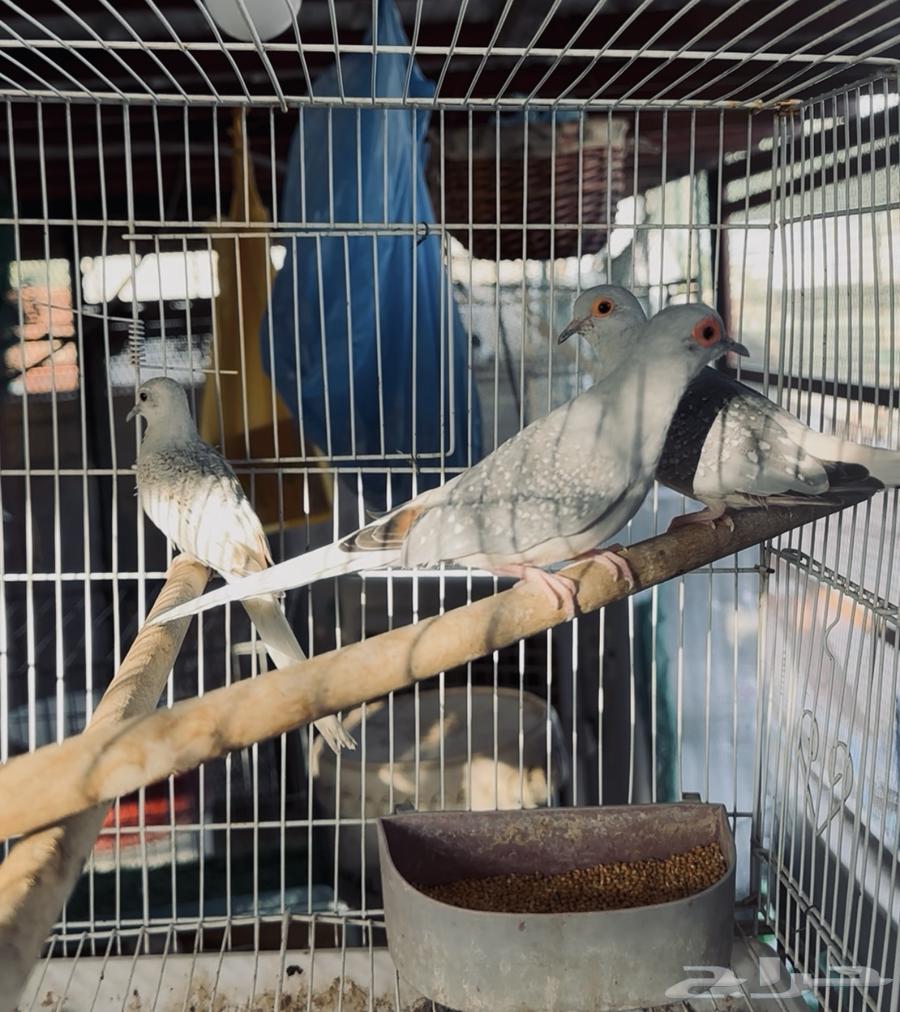 Diamond Finch with Chicks, Health and Size63765650311810112