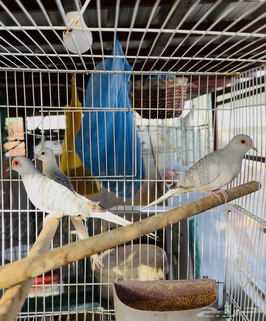 Diamond Finch with Chicks, Health and Size63765650311810111