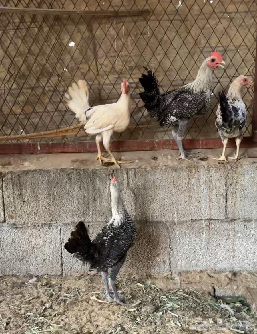 للبيع ديوك عمر 4 5 أشهر63764959463683110