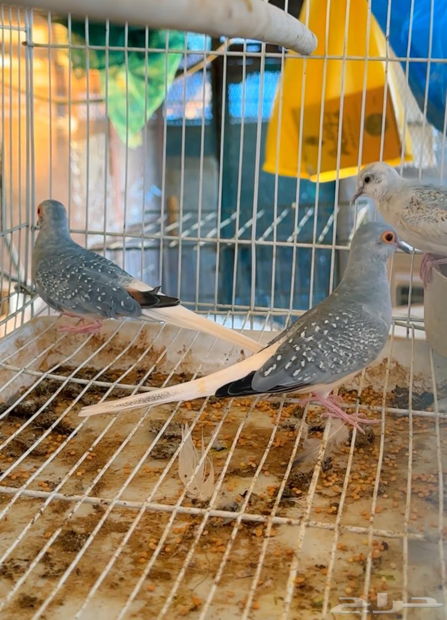 Diamond Finch with Chicks, Health and Size63765650311810110