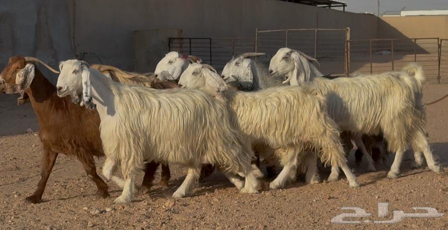 معزا مصريات طيبه وشبب الغالب ثنوات63762388619395110