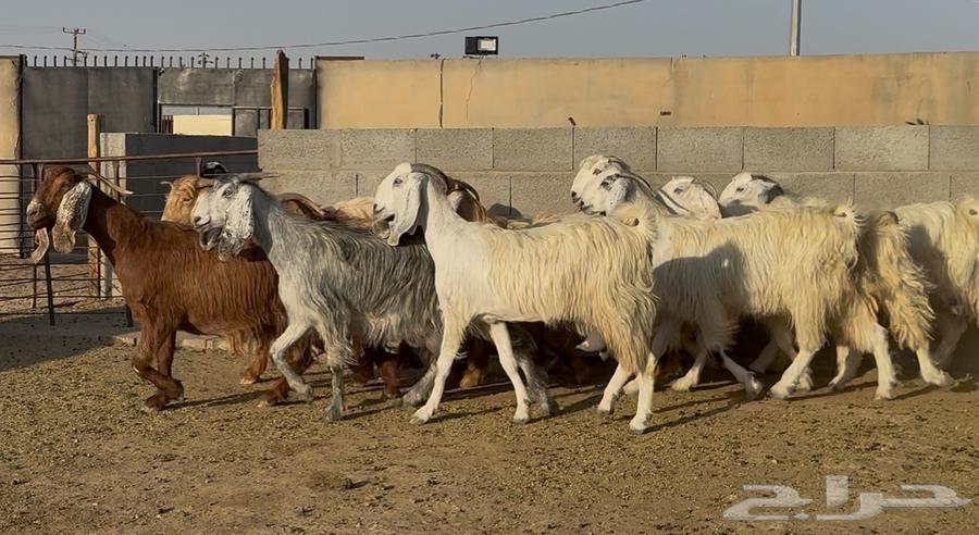 معزا مصريات طيبه وشبب الغالب ثنوات63762388619395113
