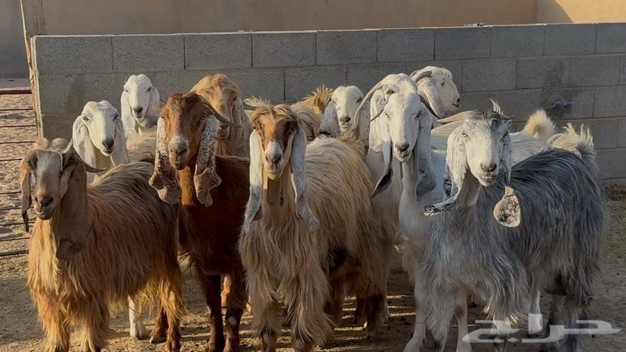 معزا مصريات طيبه وشبب الغالب ثنوات63762388619395112