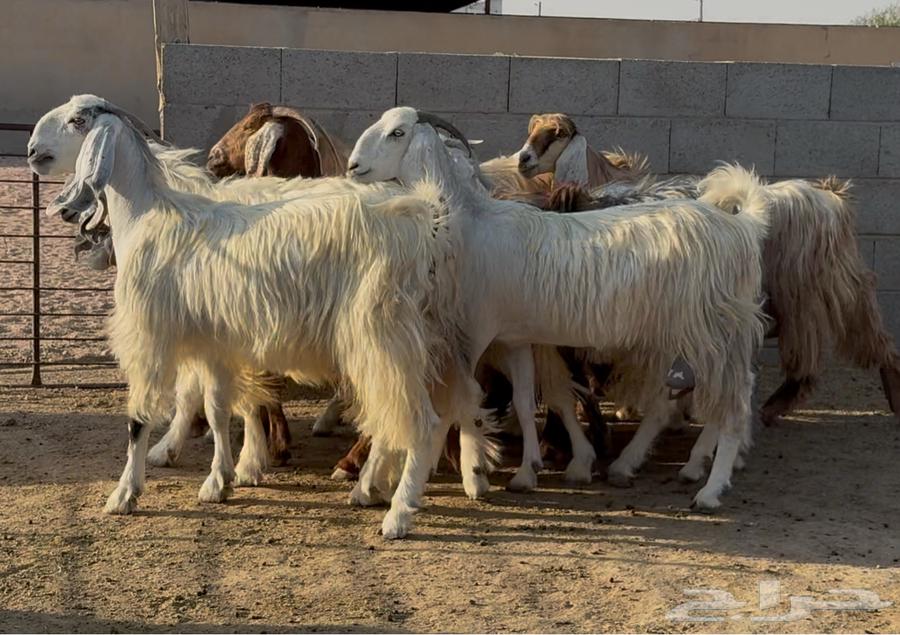 معزا مصريات طيبه وشبب الغالب ثنوات63762388619395111