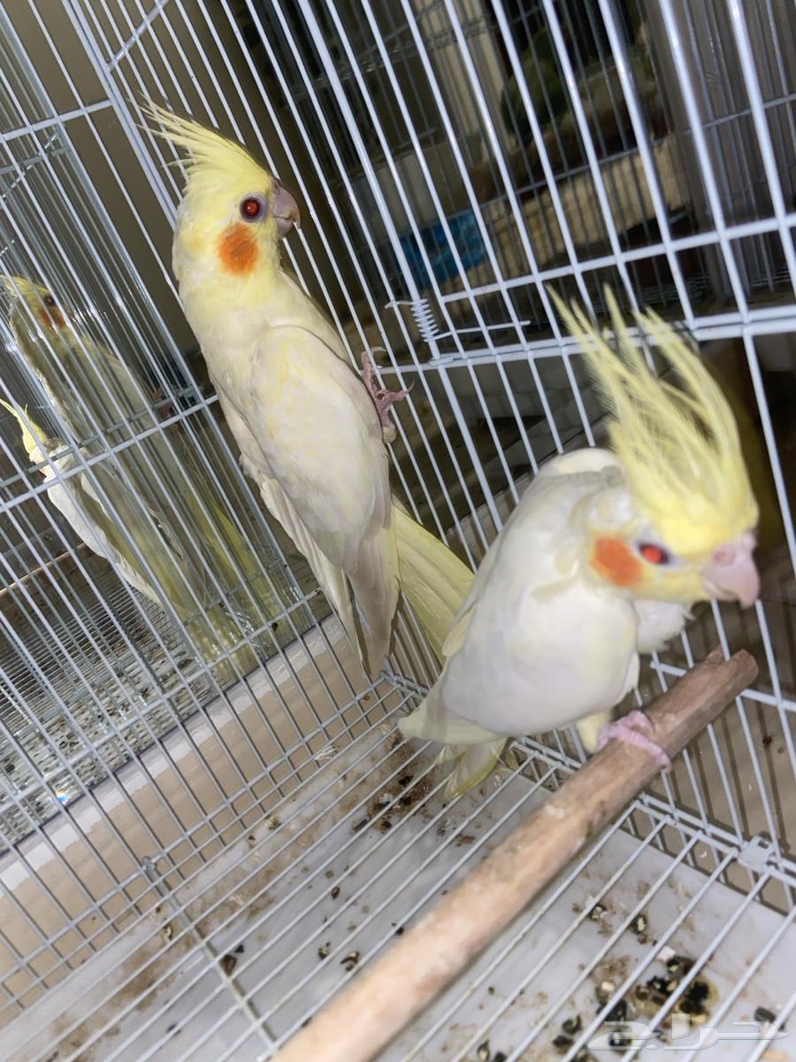 Latin Crown Pair Producer63766537088897114