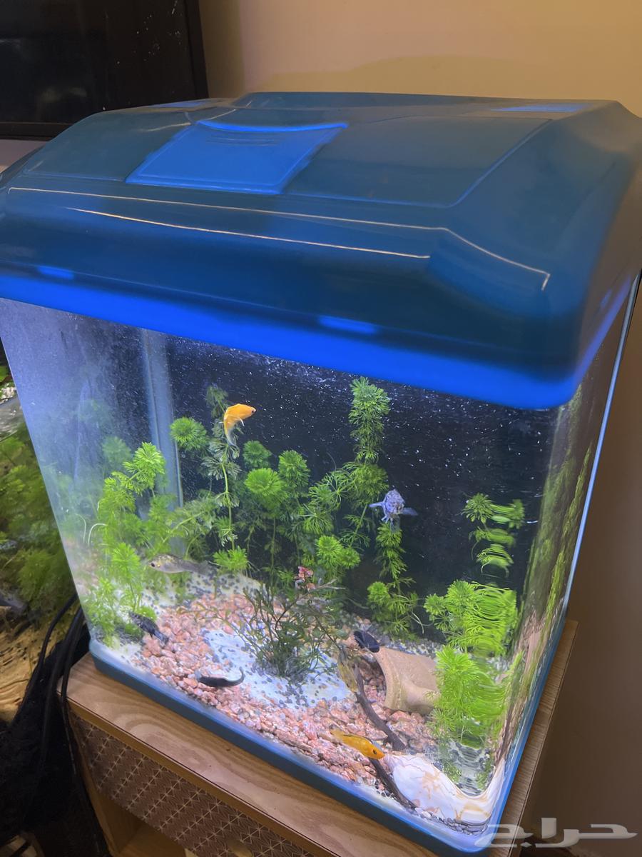 Complete and ready fish tank with all accessories63762682854017114