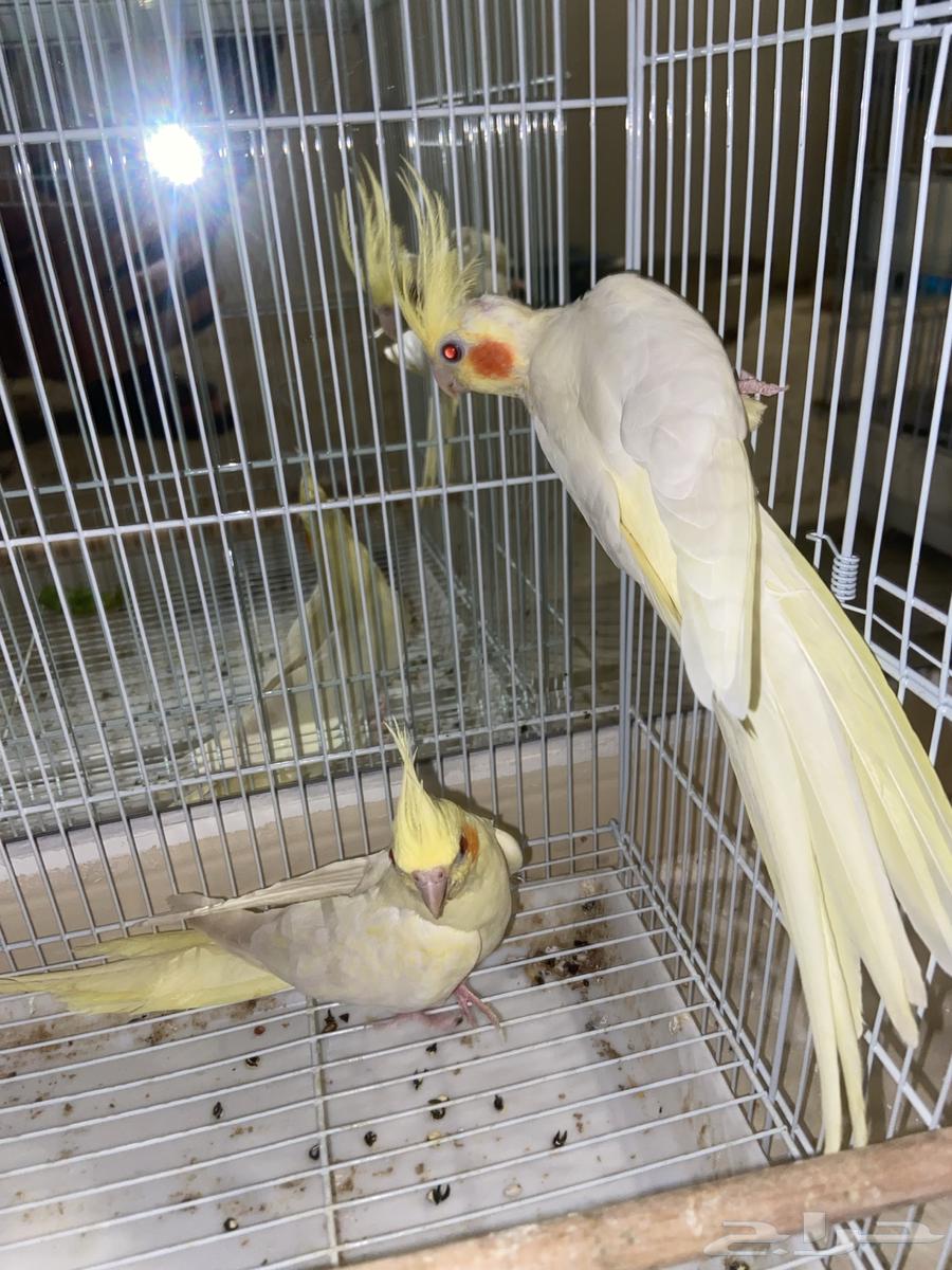 Latin Crown Pair Producer63766537088897110