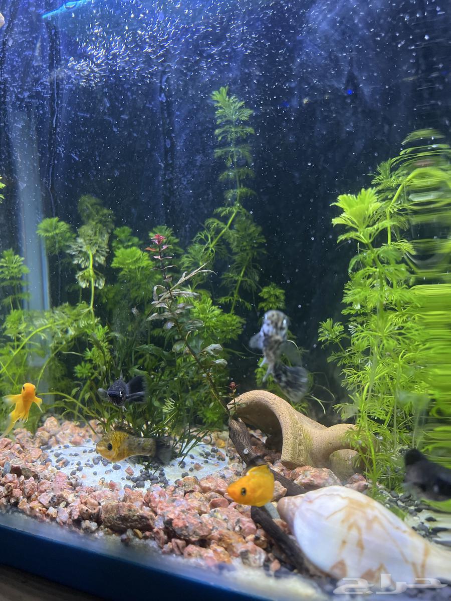 Complete and ready fish tank with all accessories63762682854017111