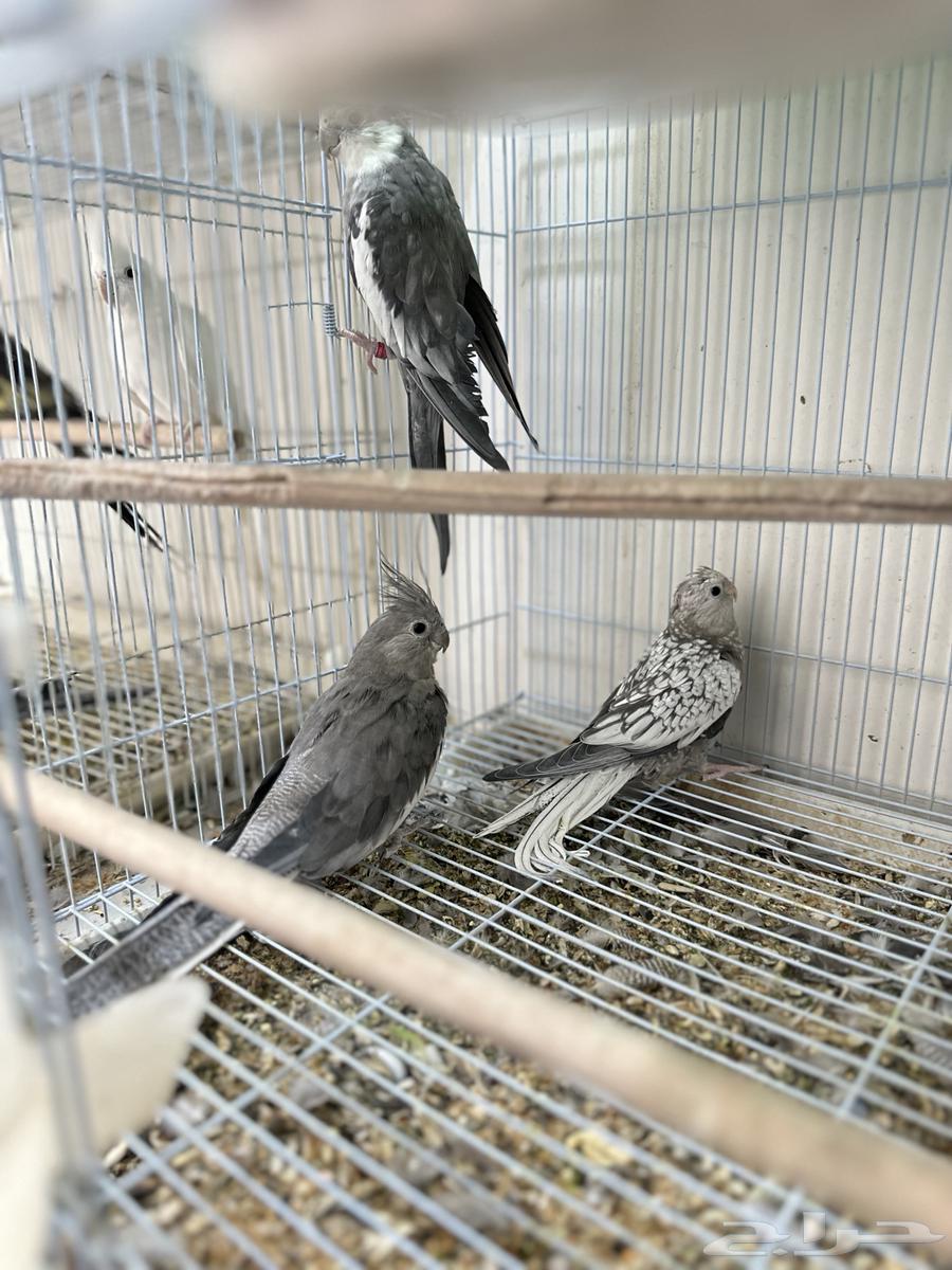 A pair of crows with their chicks63765946793731110