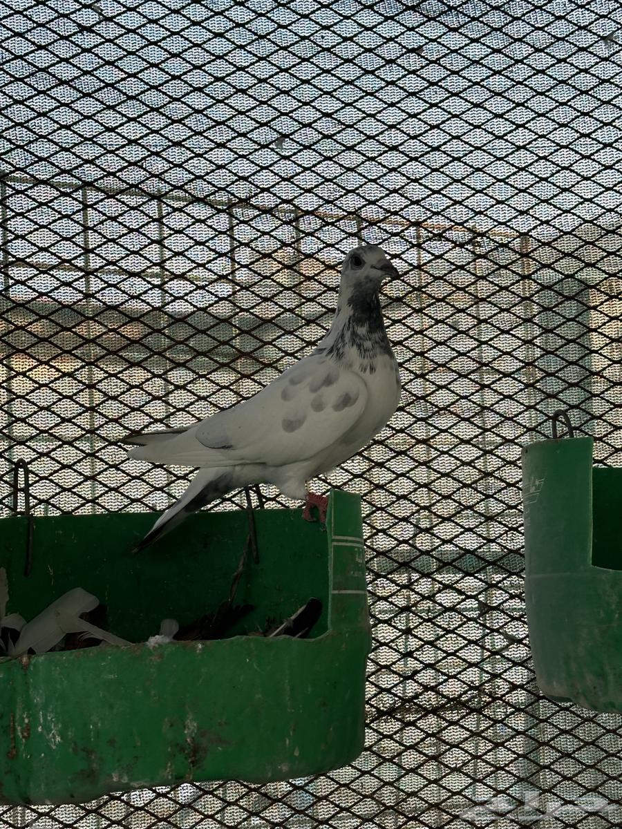 حمام باكستاني وزاجل للبيييع63773034225409111
