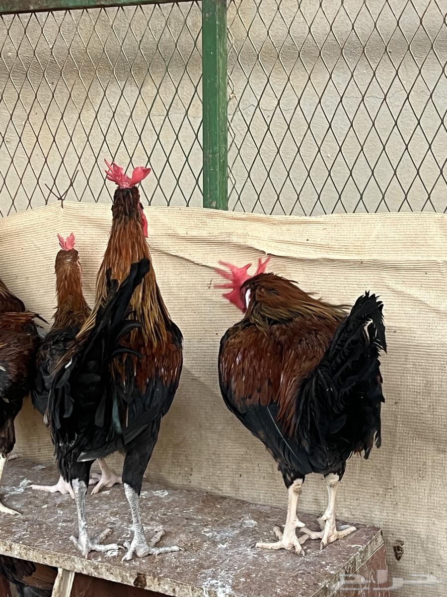 3 ديوك لبيع بلدي عرفين63762096180737111