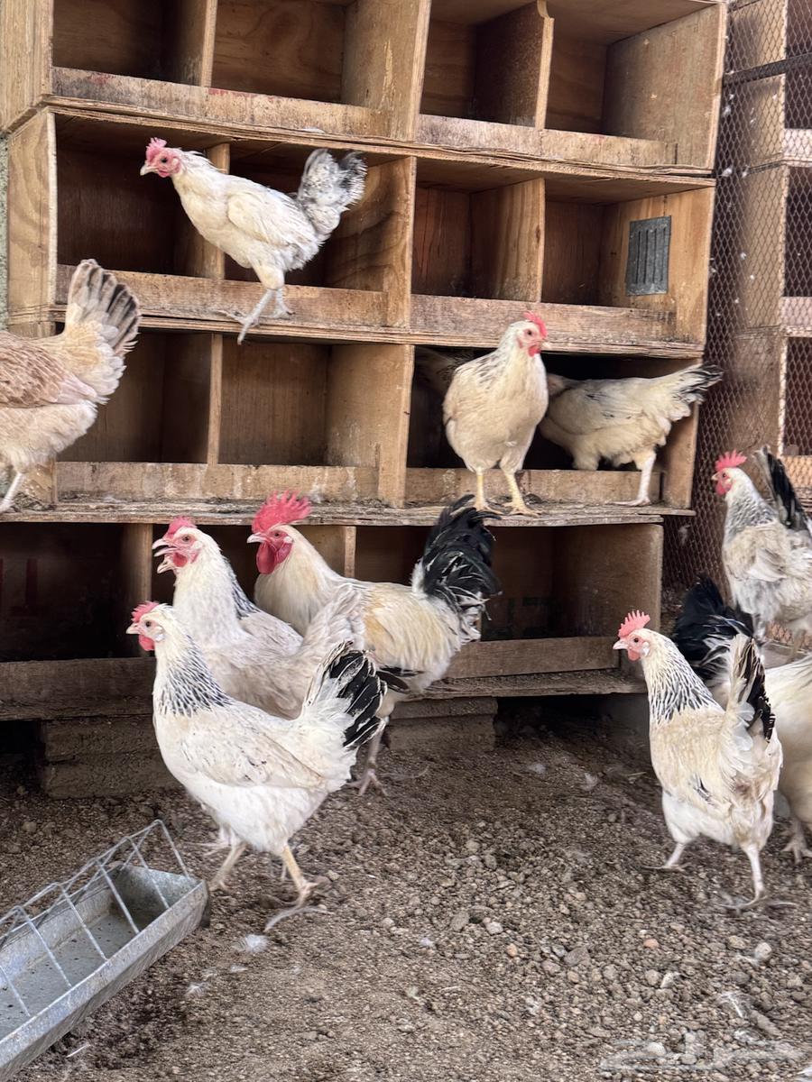 White laying chicken breeding63765365077633111
