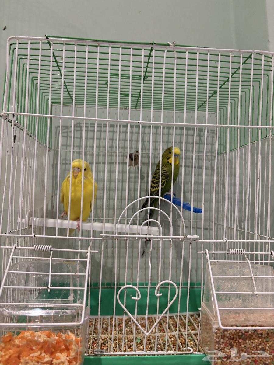 أزواج باتجي ( طيور الحب ) بأنتاجها63773905714306112