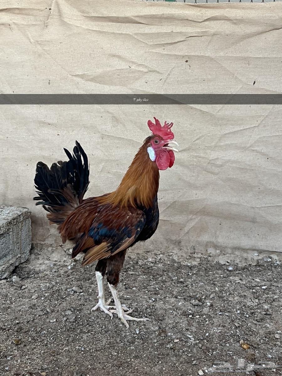 3 ديوك لبيع بلدي عرفين63762096180737112