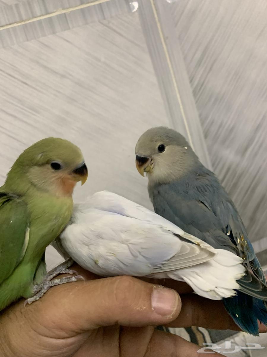 طيور روز وبادجي63771889032579111