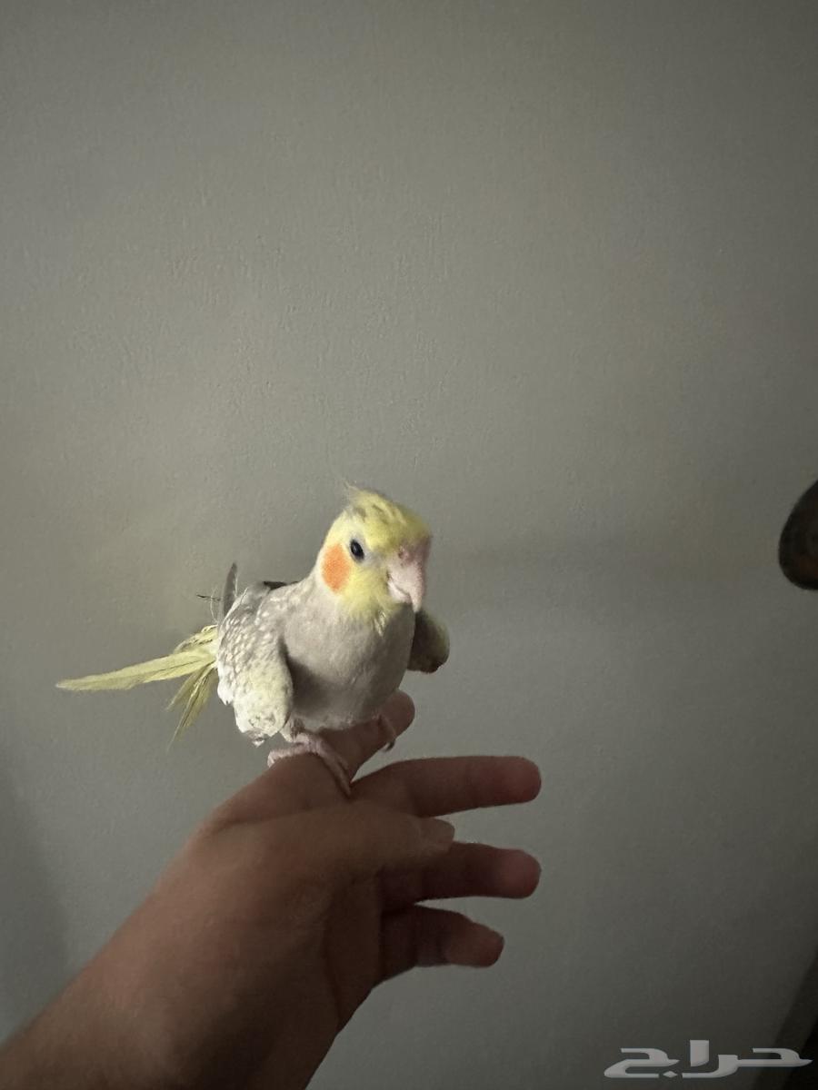 Crowan bird special offer, buy two for 350, each for 20063770116642050110