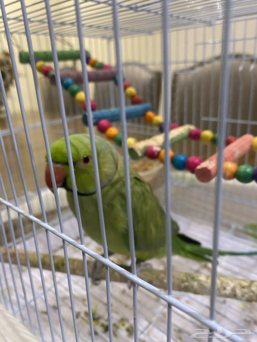 بغبغاء درة للبيع63742731561986110