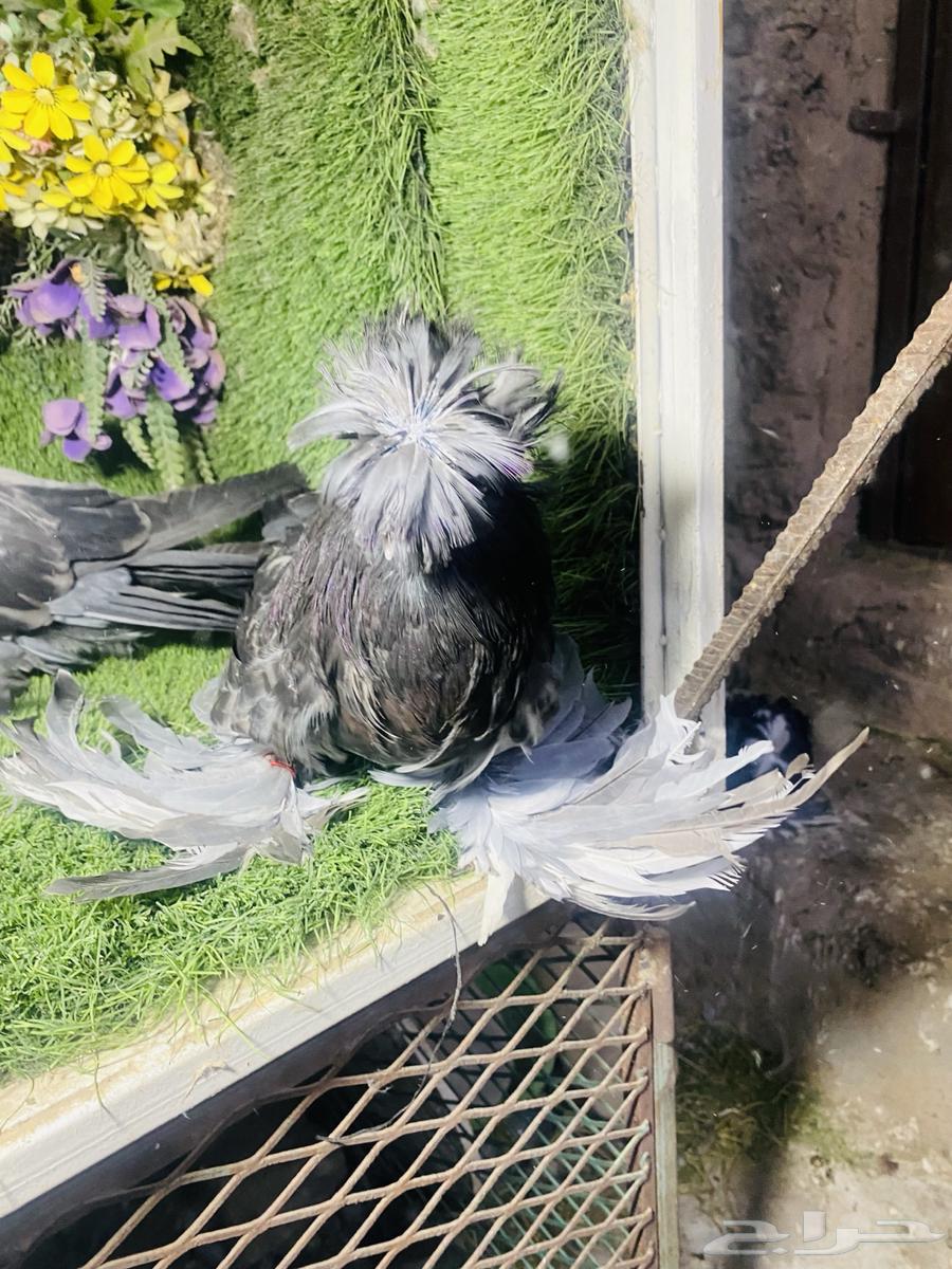 للبيع طبه بخاره بلوشيك63773707036802110