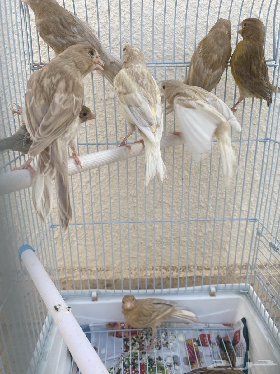 كناري طفرة الجاسب (تم البيع)63769812267395110