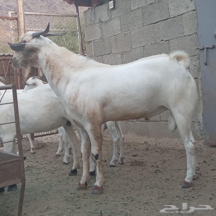 تيس بيشي للبيع63771288609155111