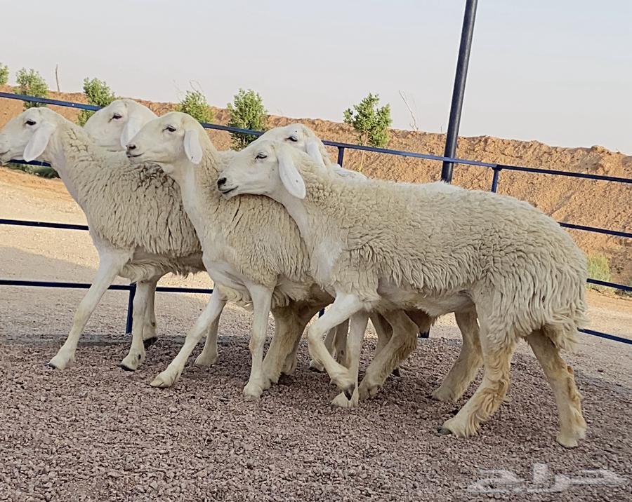 حريات صنف منوة ألقاني (تم البيع)63769215656835112