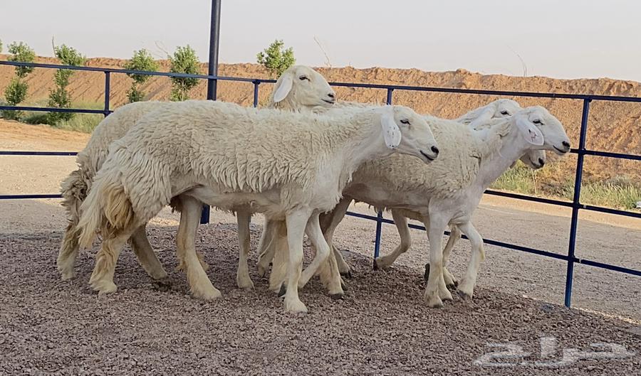 حريات صنف منوة ألقاني (تم البيع)63769215656835113