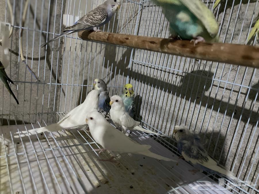 طيور بادجي جملة (تم البيع)63655325673091111