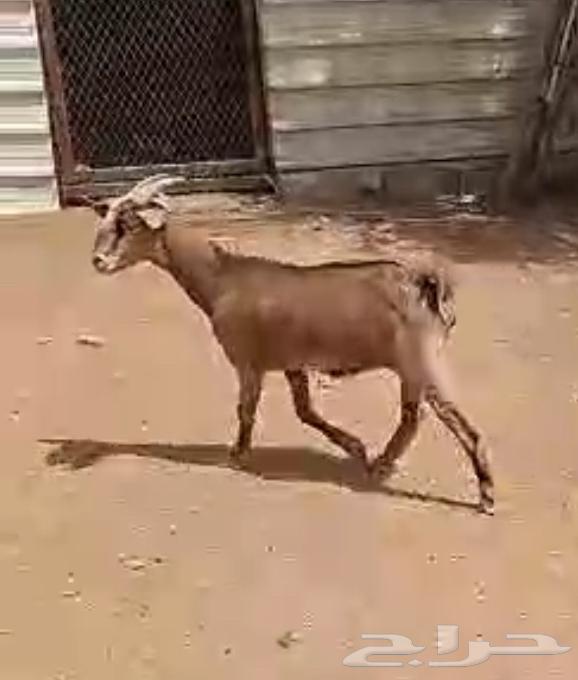 معزاء للبيع63678471374849113