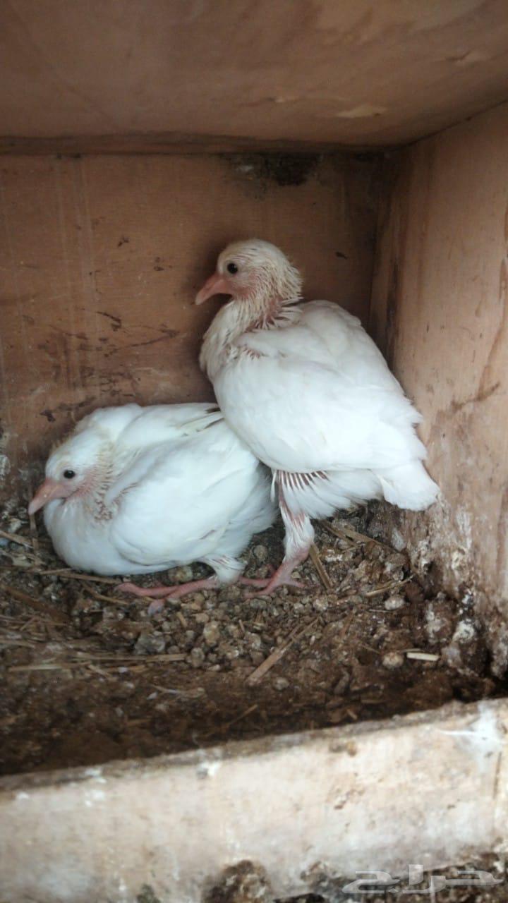 French pigeon squabs jumbo63742731526147112
