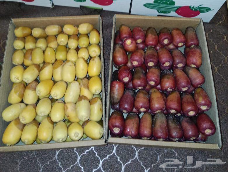Dates - Premium High-Quality Dates63766440250499114