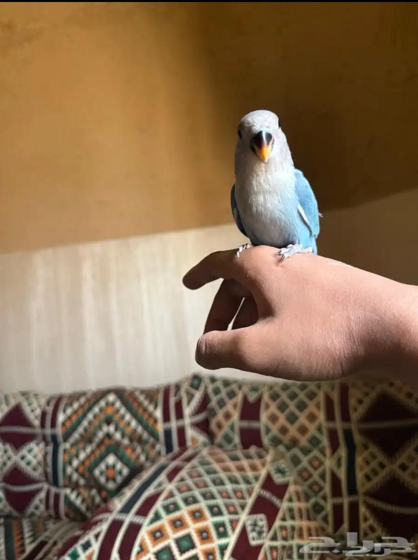 روز فايلوت للبيع لعدم التفرغ63766347150209111