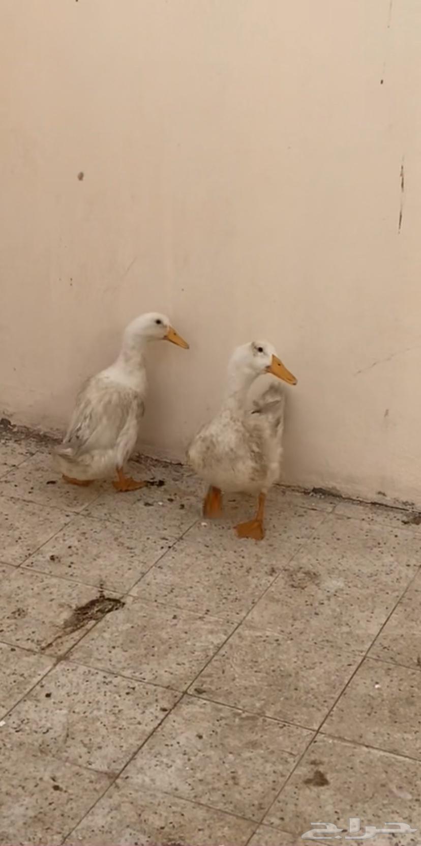 بط زوج للبيع63772324239363111