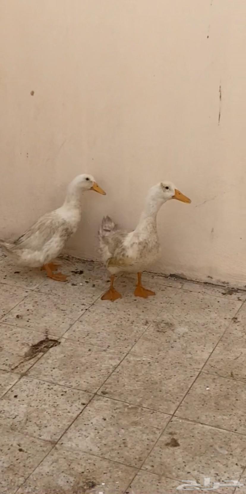 بط زوج للبيع63772324239363112