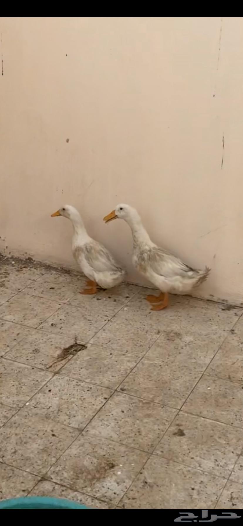 بط زوج للبيع63772324239363110