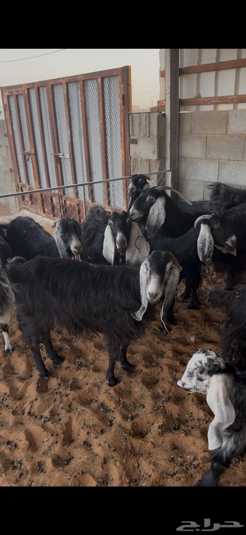 Goats with defects63770896684929111