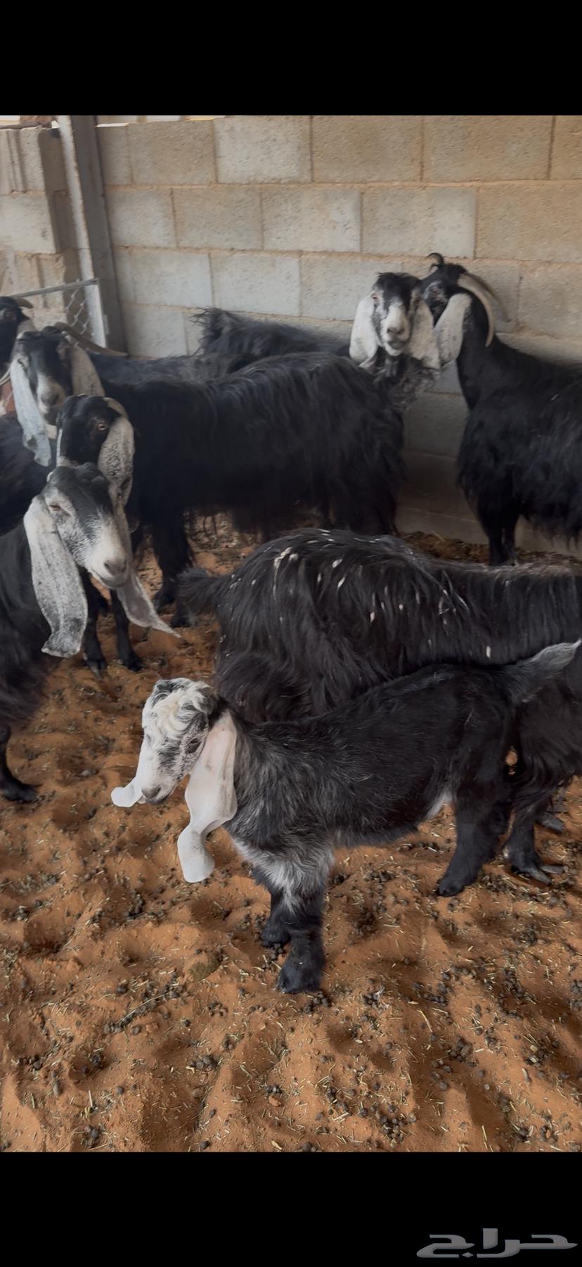 Goats with defects63770896684929110