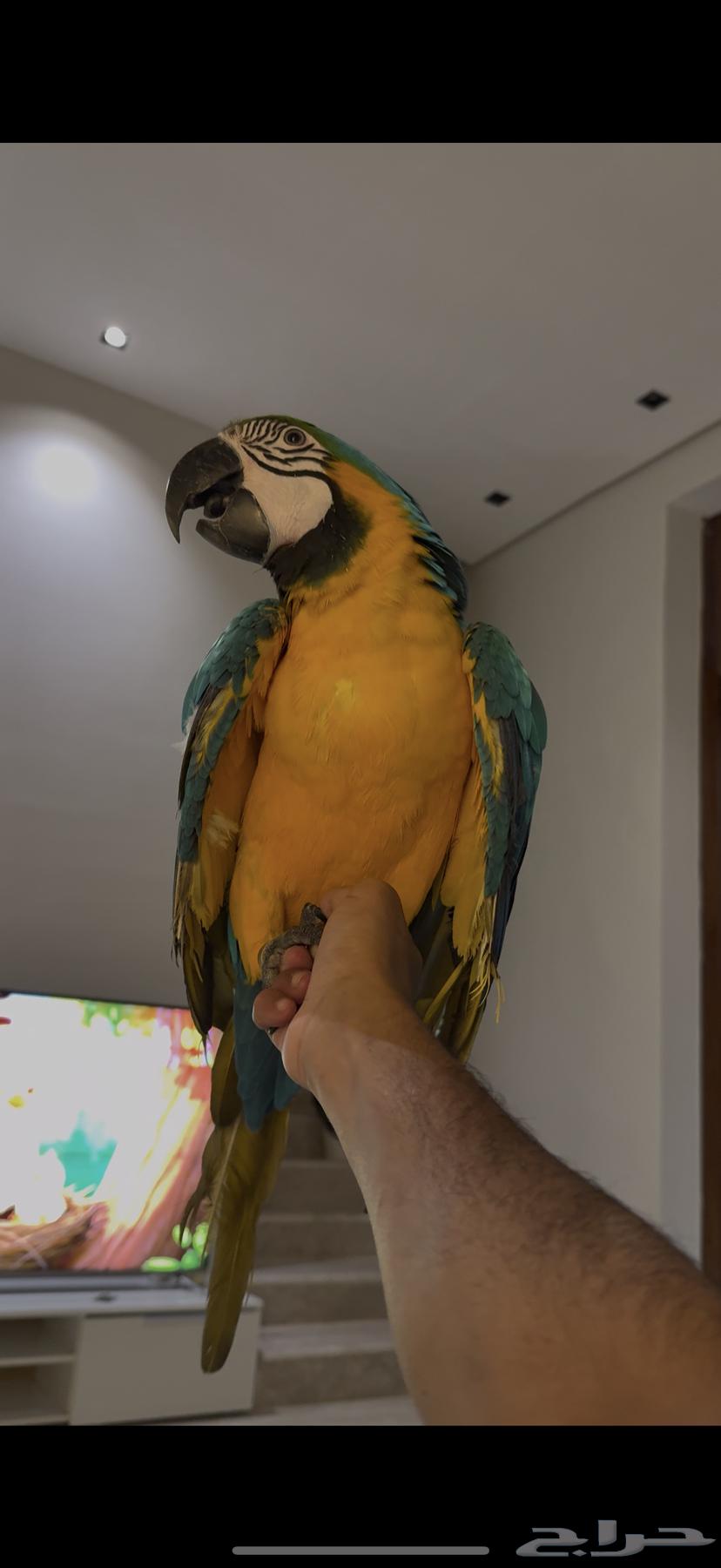 فرخ مكاو بلو اند قولد سوبر سوبر جامبو(( تم البيع))63764374895107111