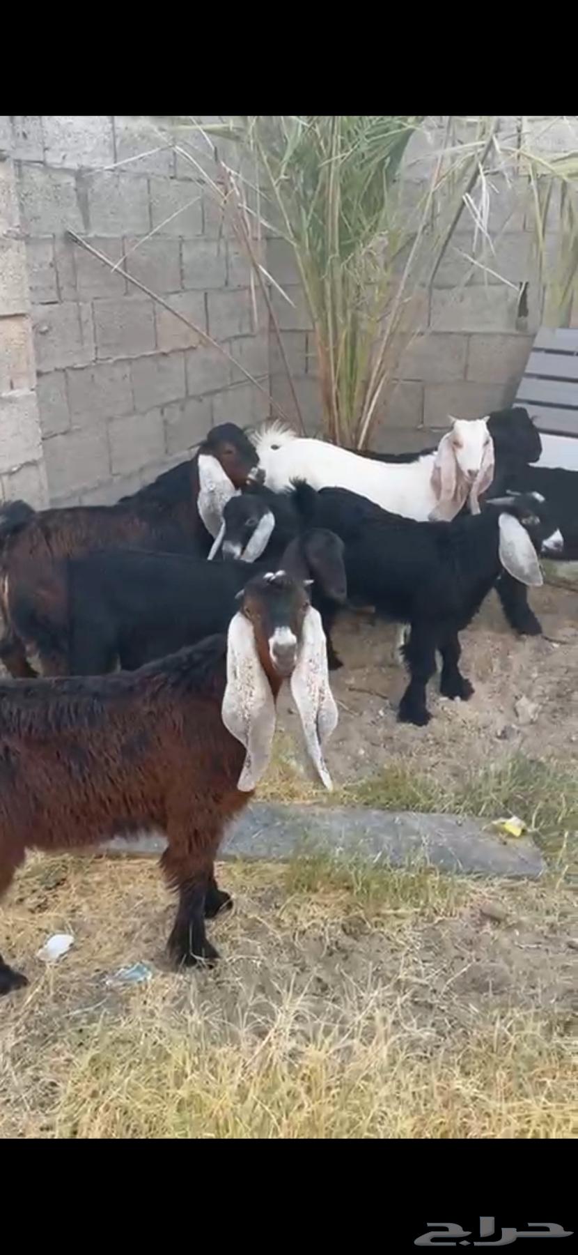 Goats for the refrigerator in Al-Jubail, full of meat63767338036227110