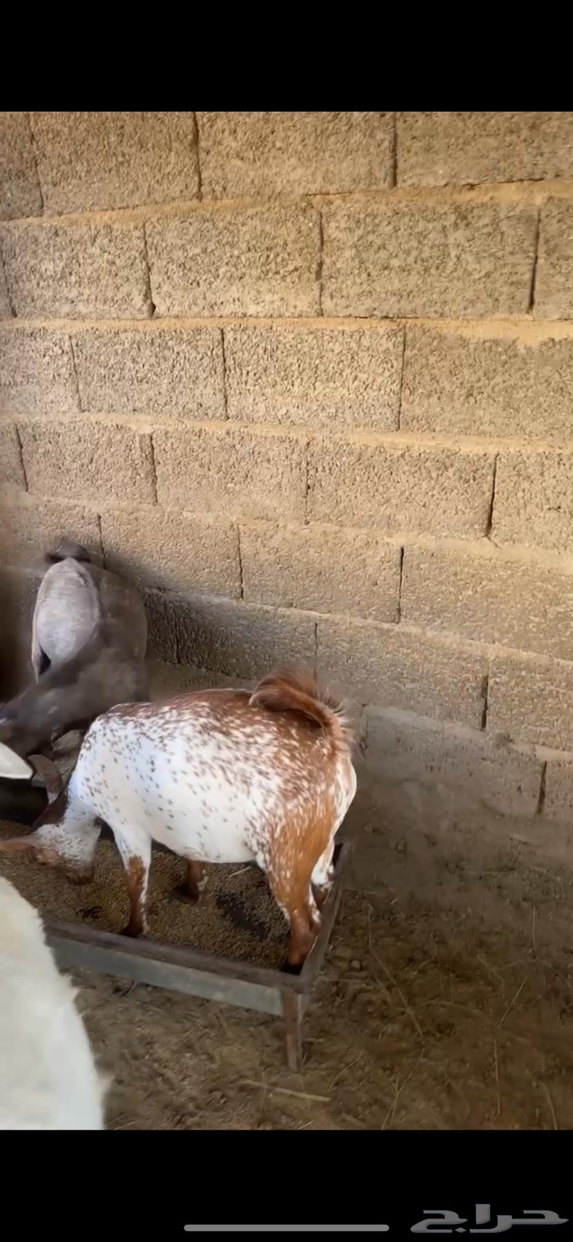 تيوس وخرفان للبيع فل شحم63762682867330110