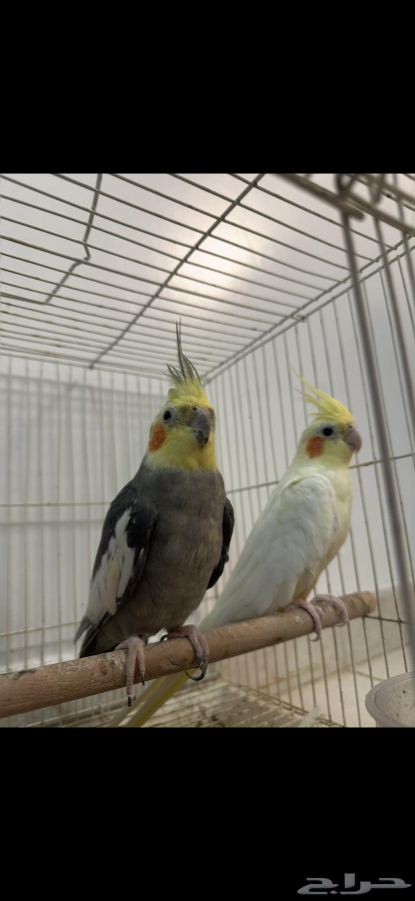 Pair of crows for sale with cage, nesting box, and starting price from 40063766843374211110
