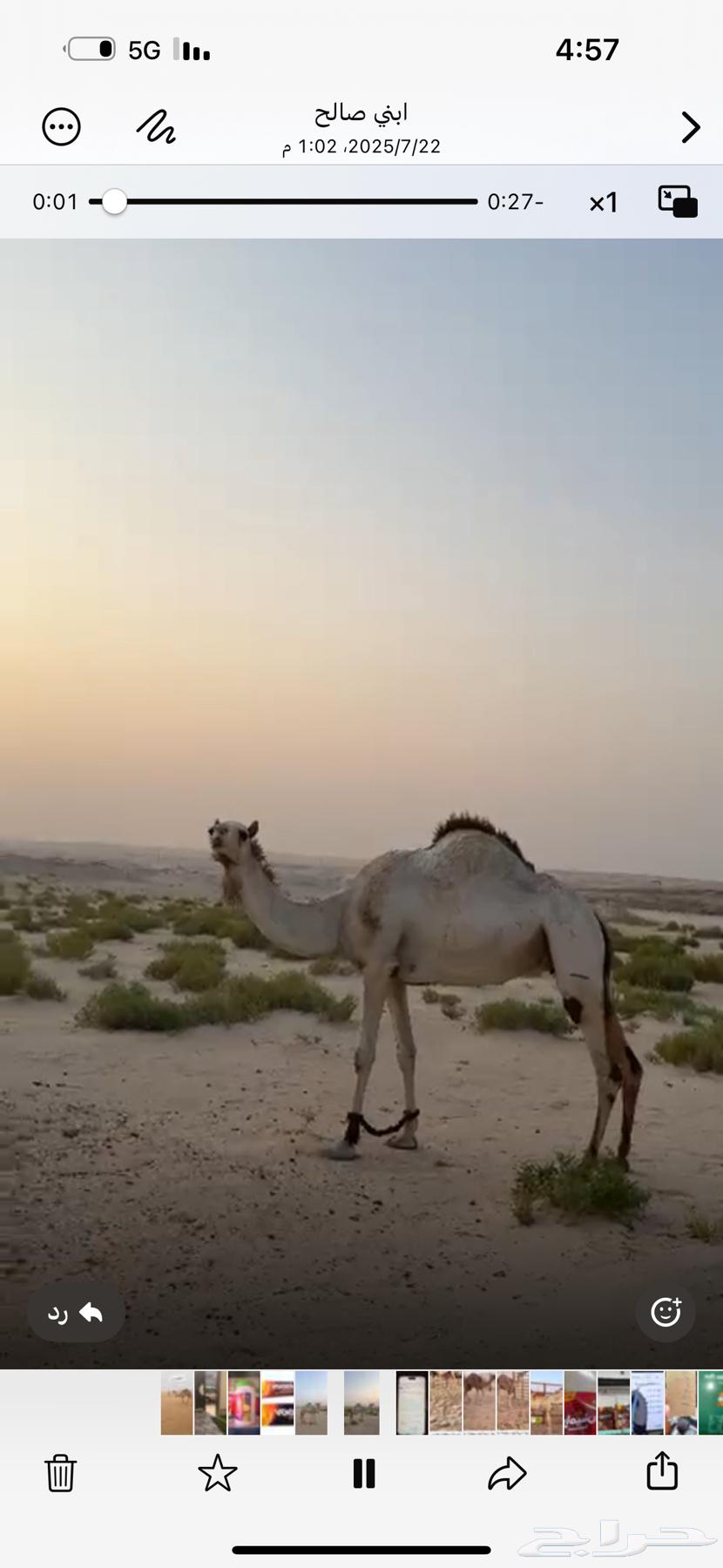 للبيع سودانية طيبة لقحة على سوداني طيب63769112273154112