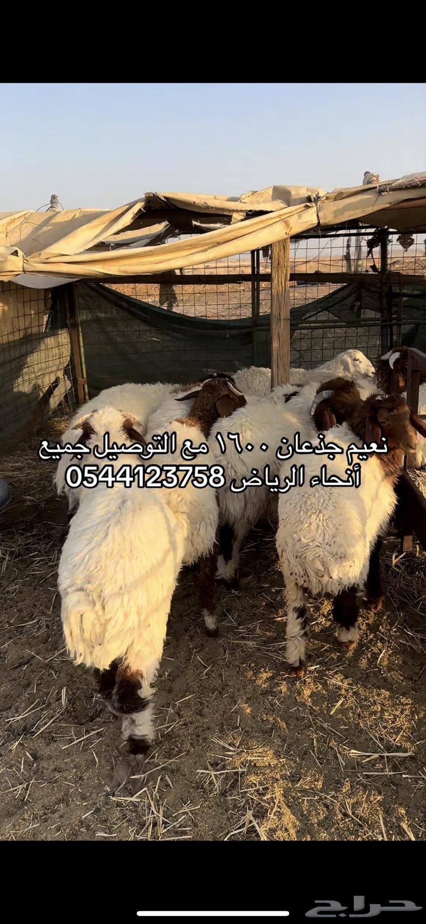 الرياض63762975926787110