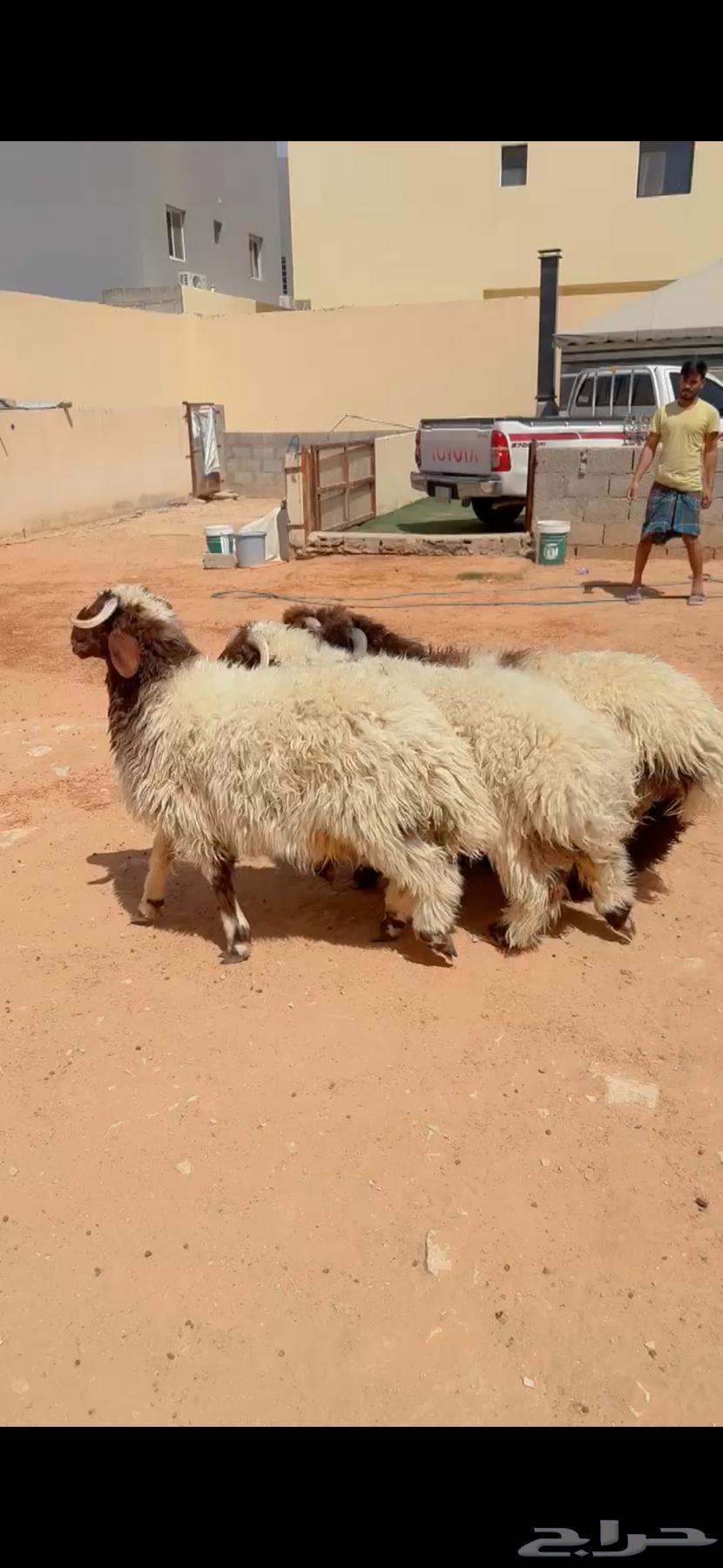 طليان نعيم فاخر الرياض حي الشفآء آي مكان نوصل في ذبح باقي 463767439700737110