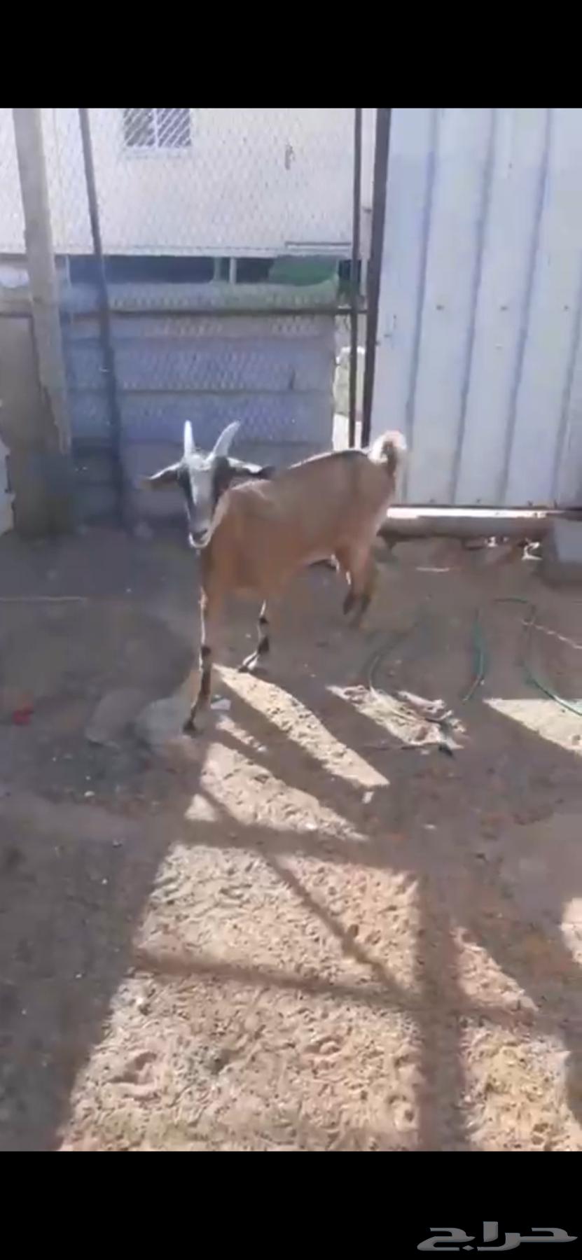 معزاء للبيع63678471374849111