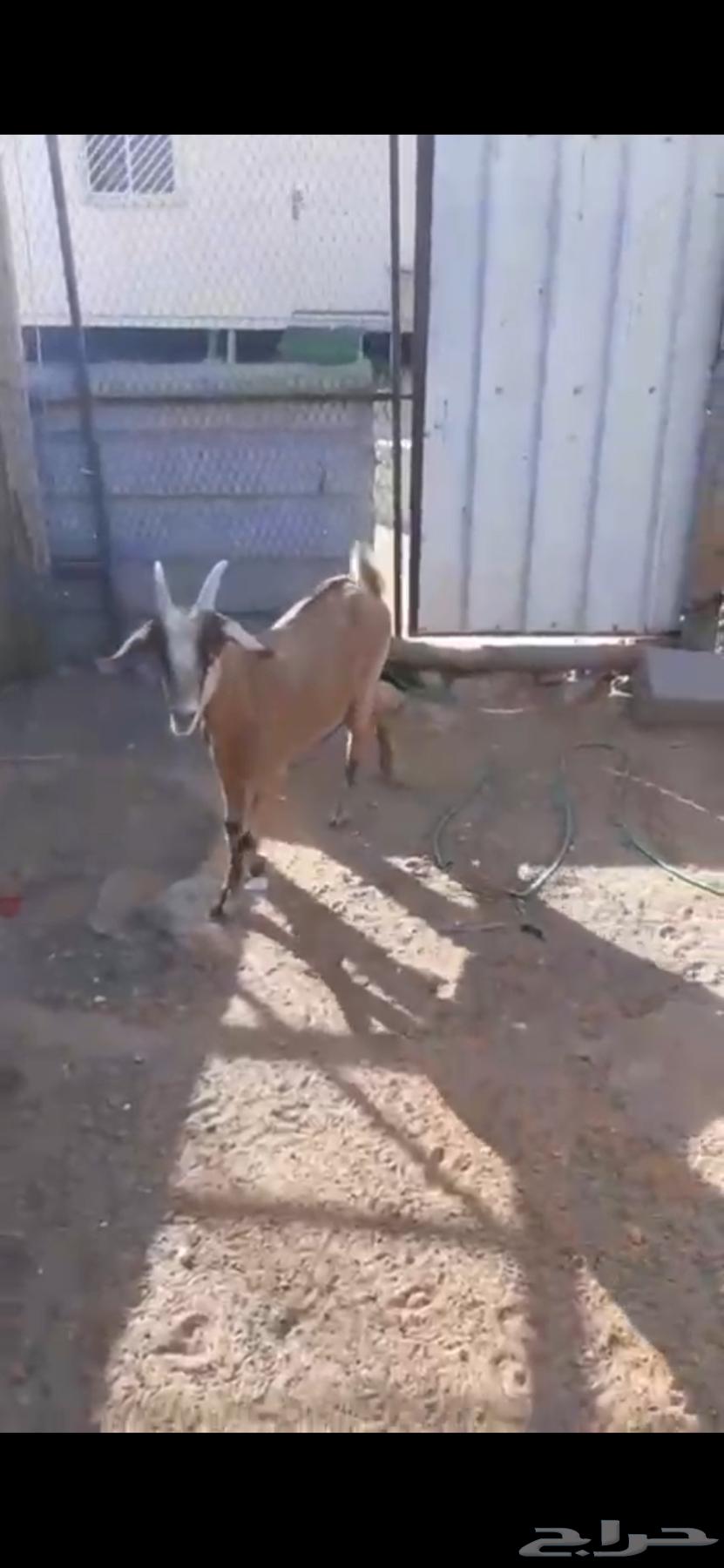 معزاء للبيع63678471374849112