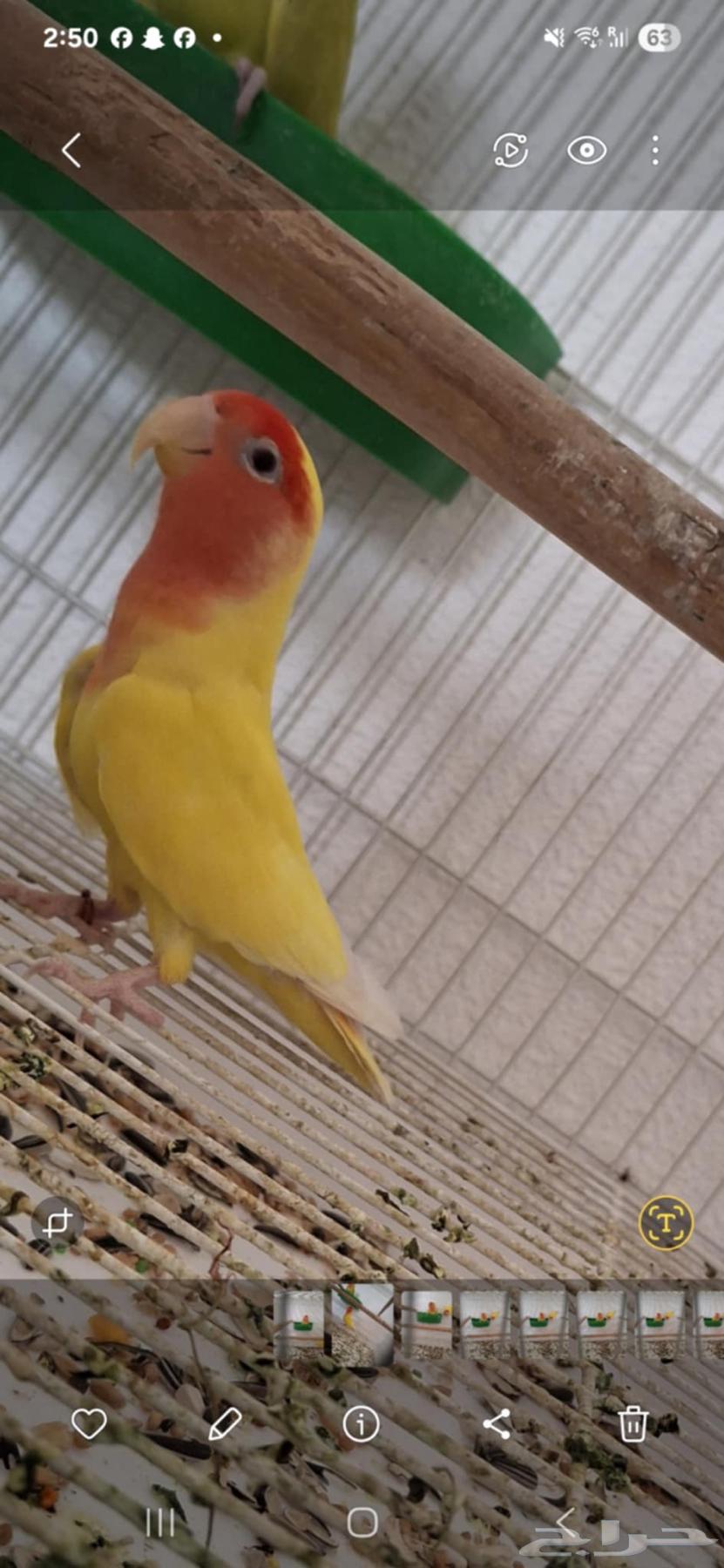 زوج روز لاتينو منتج للبيع (تم البيع)63767825715074111