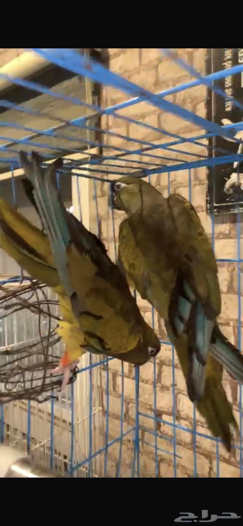 بتقونيا كنيور من اضخم الكنيورات و من نوادر الطيور63764570941057111