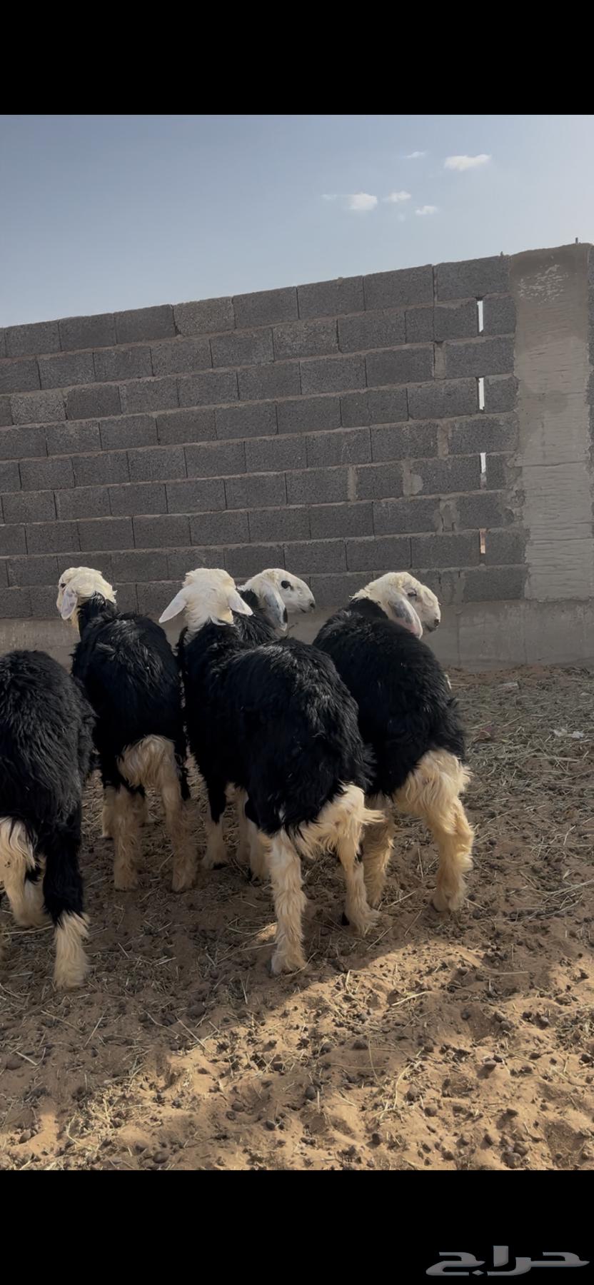 للبيع طلين نجد63766050637571110