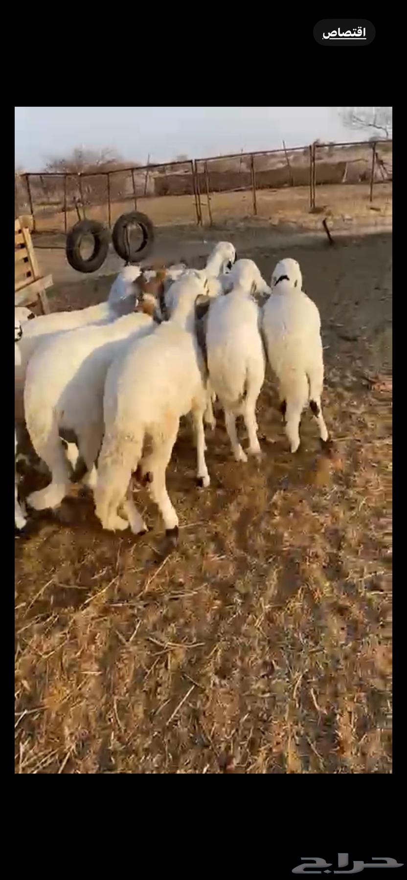 جذعان مرباه البيع جمله وتفريد63767040069377110